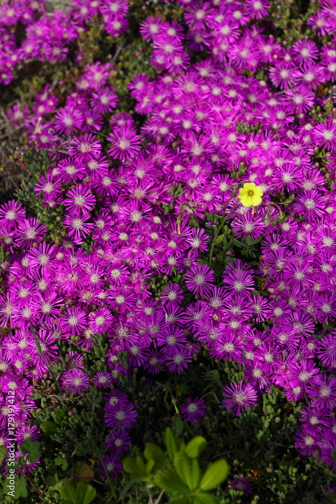 Flowers Flowers