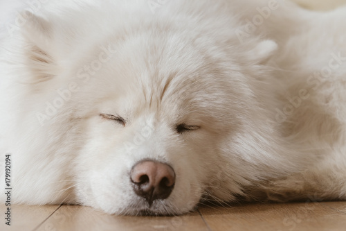 fluffy white dog photo