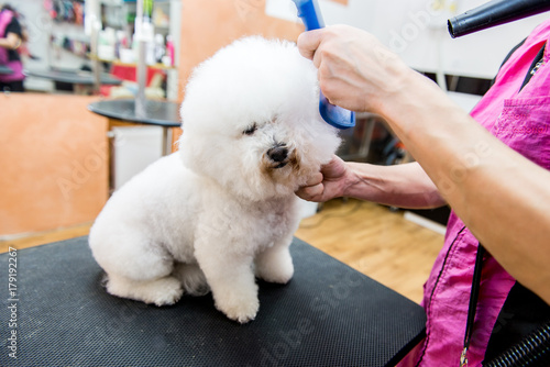 Grooming dogs Bichon Frise in a professional hairdresser