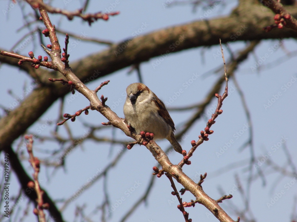 Obraz premium bird