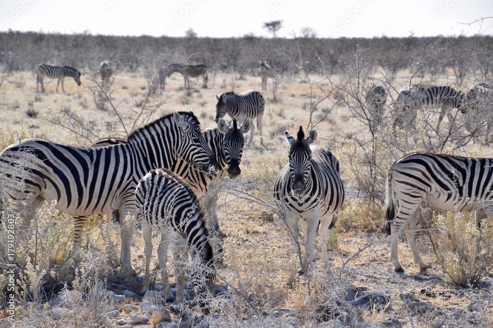 Obraz premium Steppenzebra Namibia