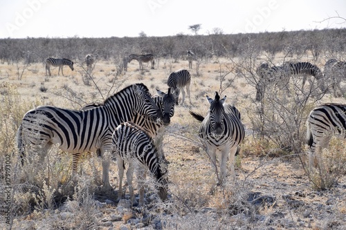 Steppenzebra Namibia