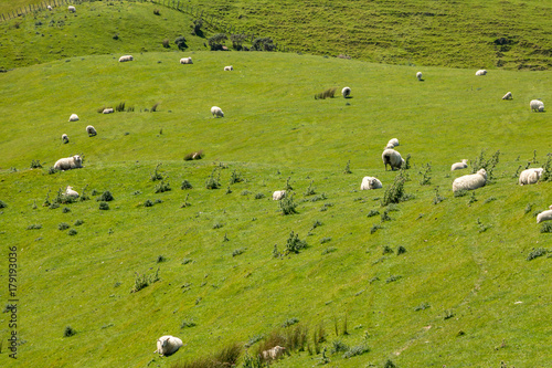Sheep On Cliff Hills, New Zealand  © Joshua Daniels