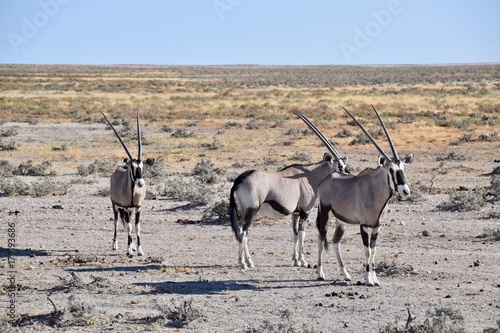 Gemsbock - Namibia - Wilde Tiere photo