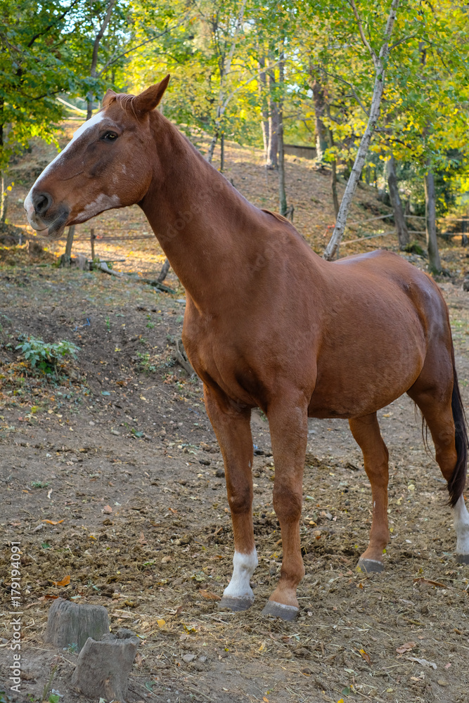 Obraz premium Cavallo al prato