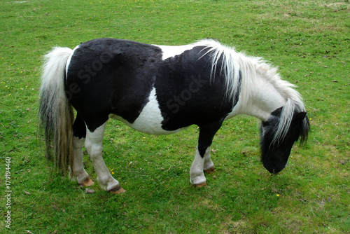 black and white pony