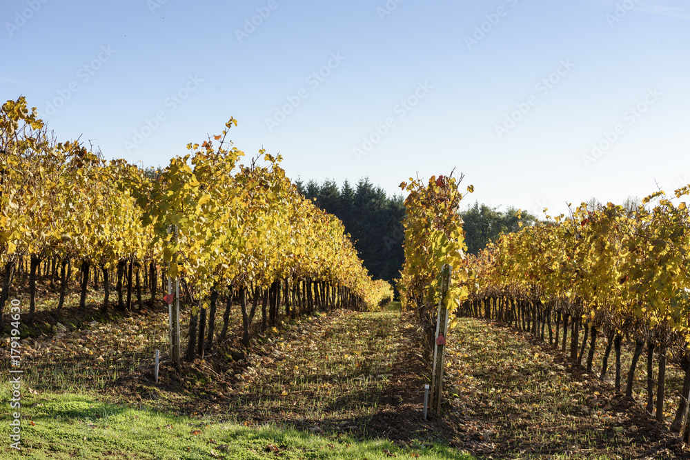 Naklejka premium Fall Morning Colors of Vineyards in the Mid Willamette Valley, Marion County, Western Oregon