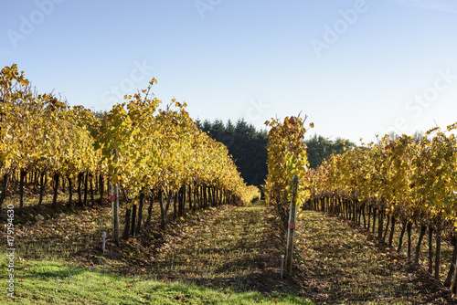 Fall Morning Colors of Vineyards in the Mid Willamette Valley, Marion County, Western Oregon