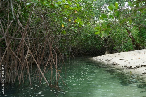 Mangroves groove  Mogo Mogo island  Panama.