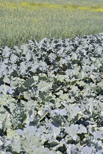 Vegetable garden with broccoli and onion photo