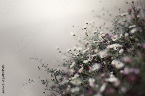 Small pink and white flower shrub in a grey mist photo