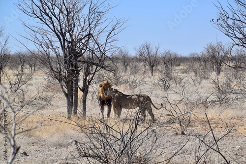 Wild lebende Tiere Namibia - L  wenfamilie