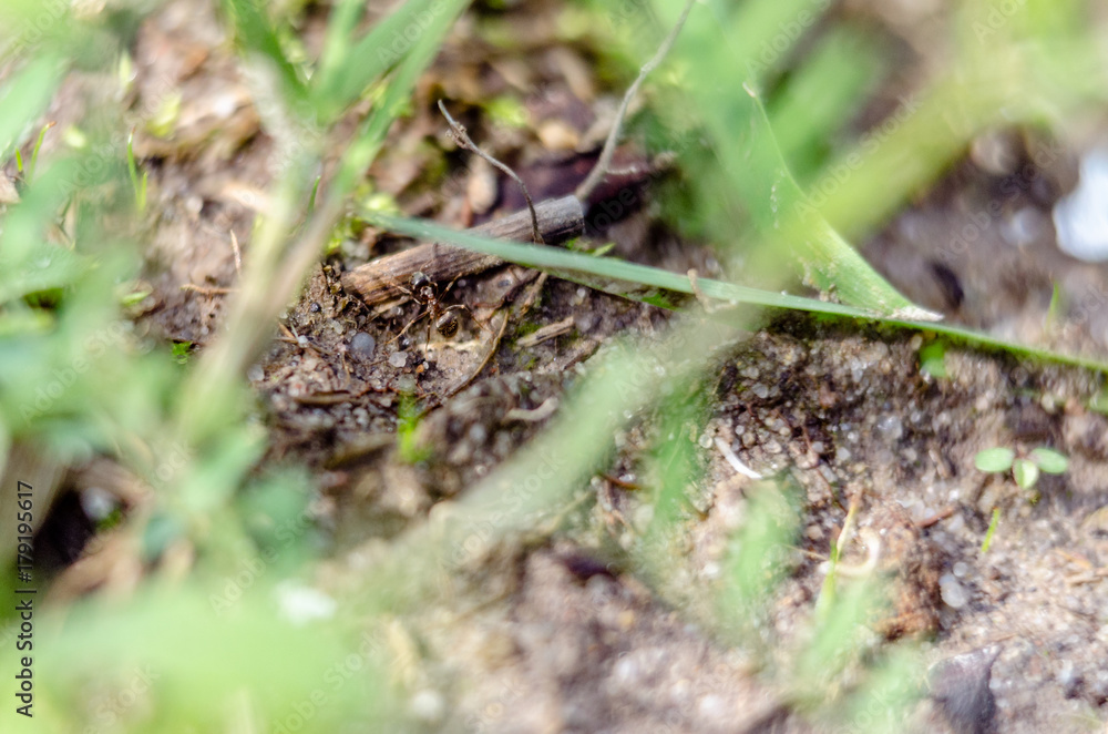 Zdjęcie makro roślin pospolitych na łące.