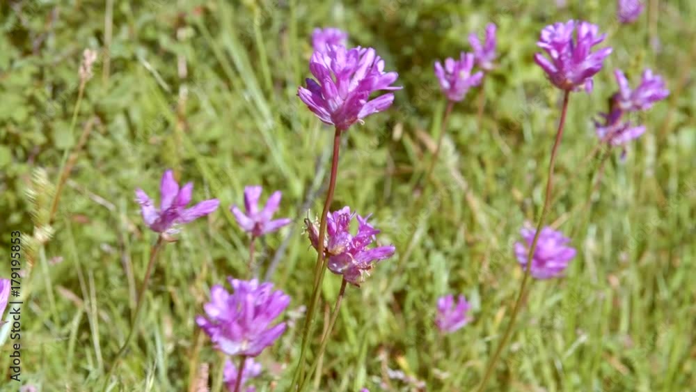 Delicate purple flowers in spring macro 2 Rowena Crest Columbia River Gorge Wildflower Meadow Delicate purple flowers in spring macro 2 Rowena Crest Columbia River Gorge Wildflower Meadow