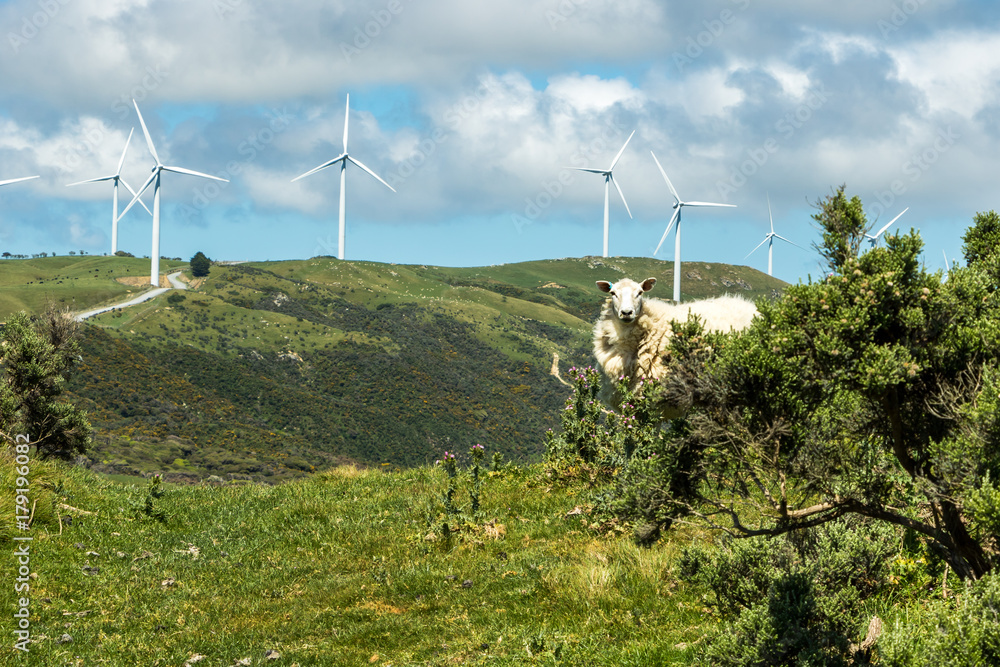 New Zealand Wind Turbines With Sheep