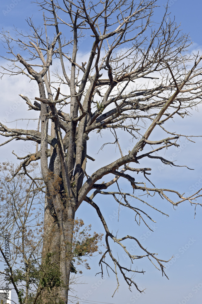 Dry branches of old silk floss tree against blue sky Dry branches of old silk floss tree against blue sky