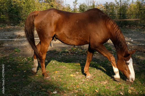 Cavallo al prato