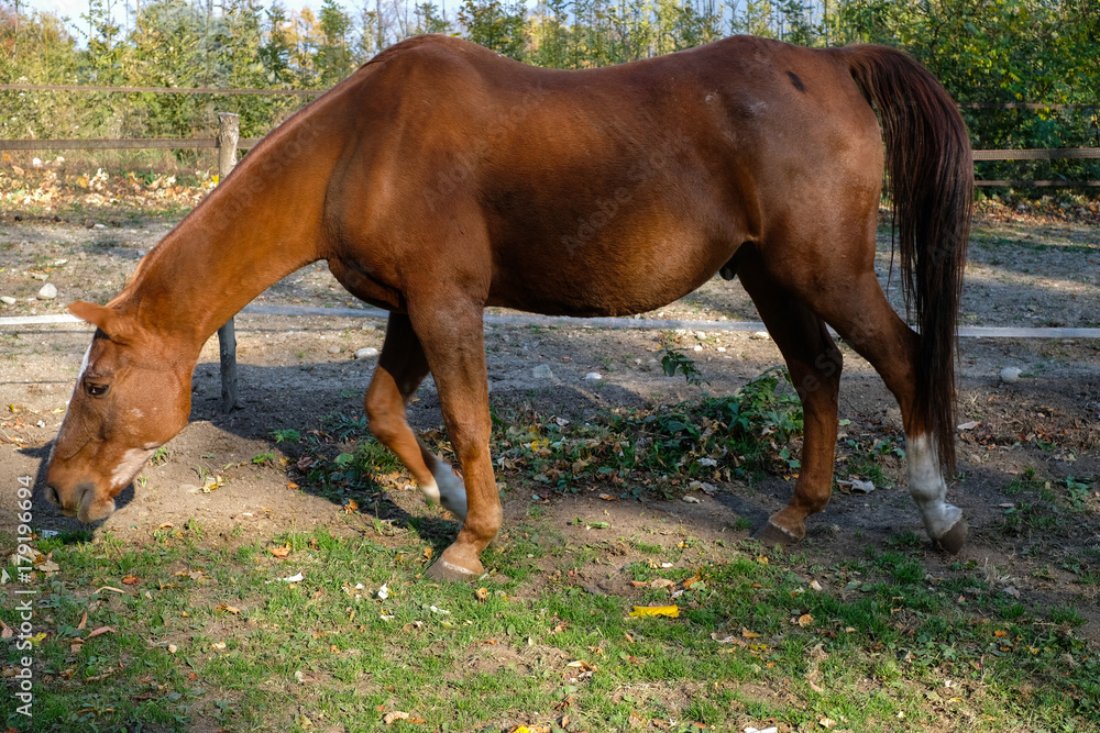 Obraz premium Cavallo al prato