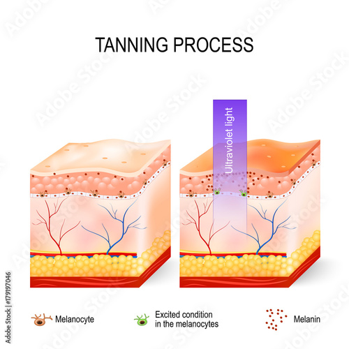 Tanning process. Melanin and melanocytes