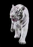 White big tiger Panthera tigris bengalensis walking isolated at black