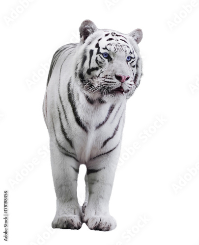 White big tiger Panthera tigris bengalensis walking isolated at