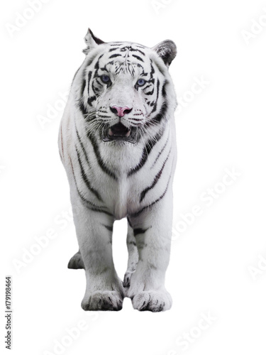 White big tiger Panthera tigris bengalensis walking isolated at