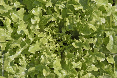 Close-up of lettuce leaves in the vegetable garden