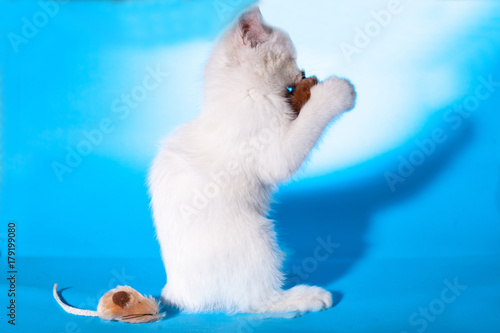 small kapaty white kitten is played with a toy mouse on a blue background isolated