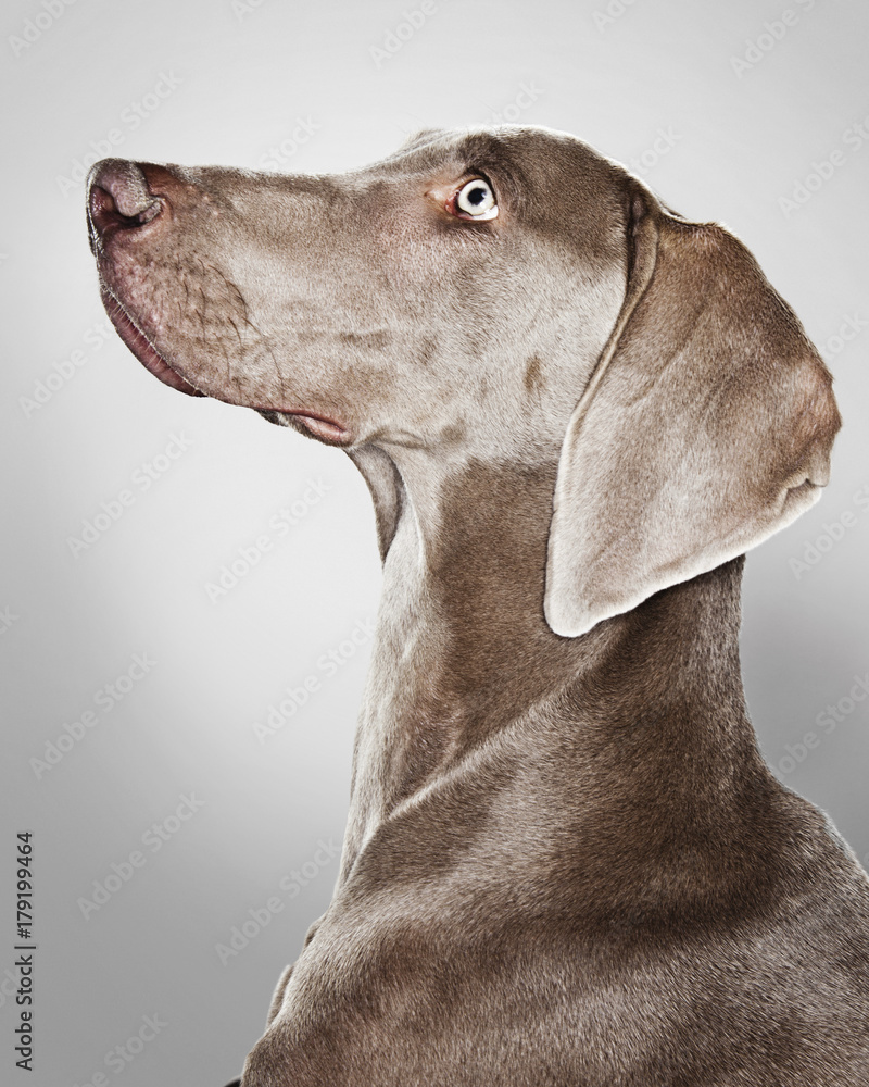 A portrait of a Weimaraner dog A portrait of a Weimaraner dog