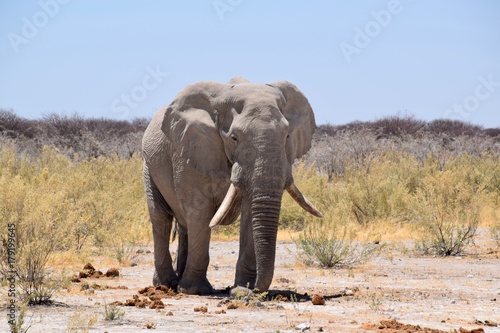 Elefantenbulle © AnnKathrin