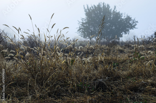 misty morning in autumn in the field. withered grass . kind of loneliness