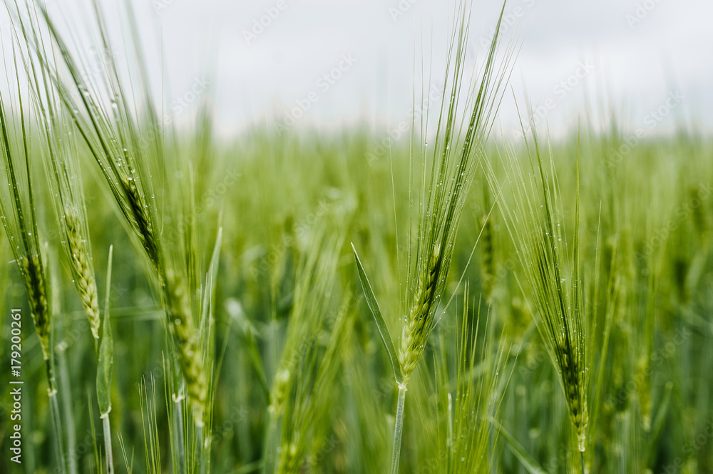 Field of Barley