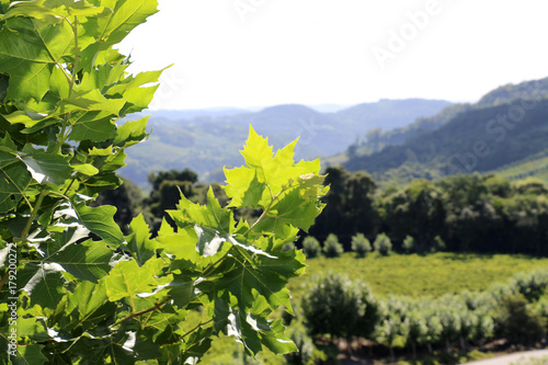 Vista da região uva e vinho da serra gaúcha, no Rio Grande do Sul com folhas de plátanos como moldura.