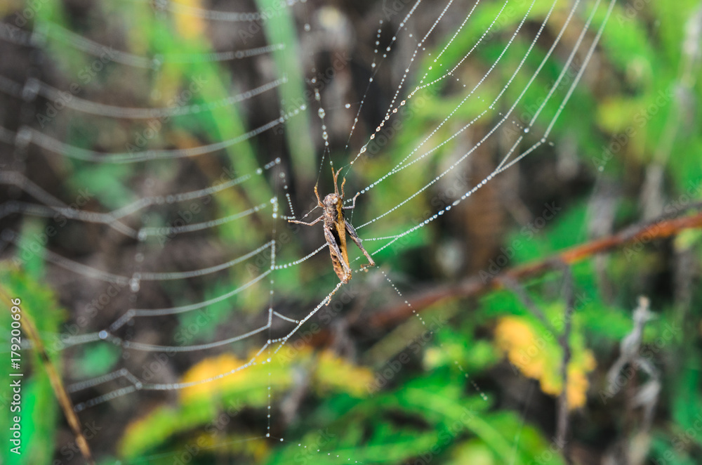 morning fog, autumn. field dry vegetation covered in cobwebs . the web hit the grasshopper. morning fog, autumn. field dry vegetation covered in cobwebs . the web hit the grasshopper.