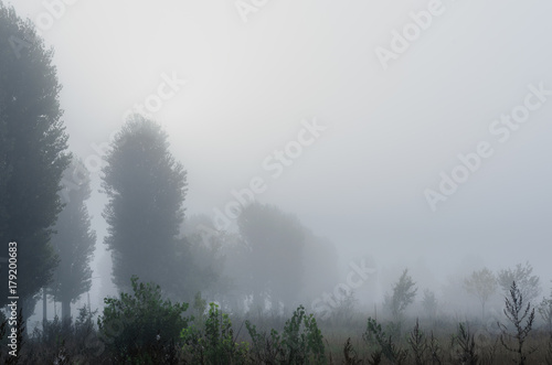 misty morning in autumn in the field. withered grass . kind of loneliness © younnona