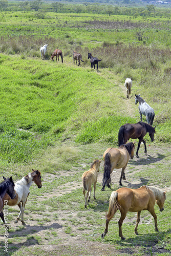 Horses grazing on green prairie