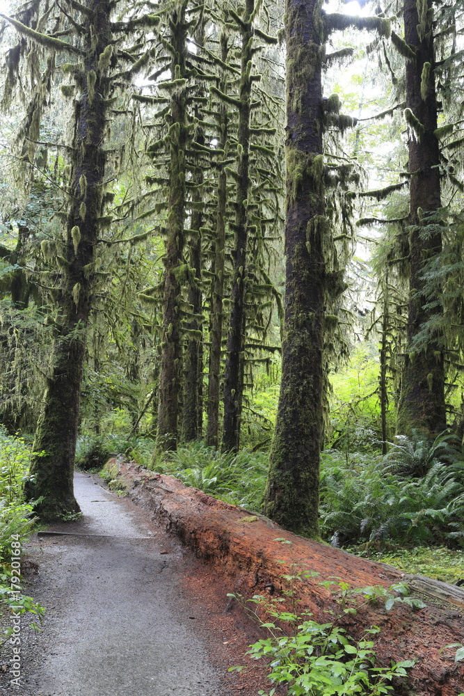 Obraz premium ホー・レインフォレスト