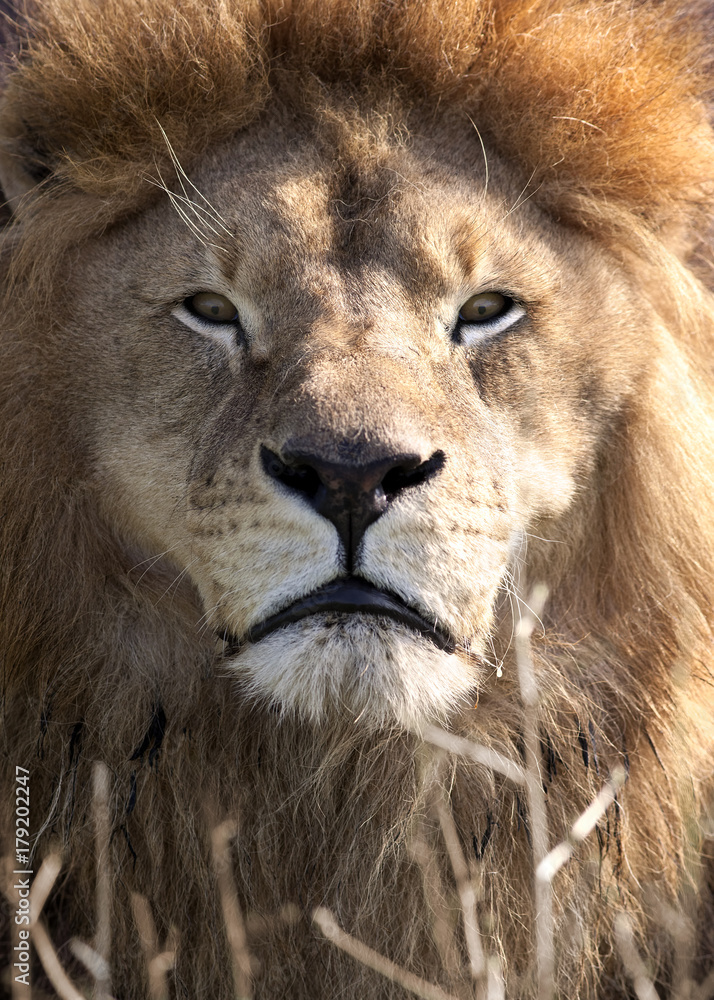 Portrait of a male lion standing in grass Portrait of a male lion standing in grass