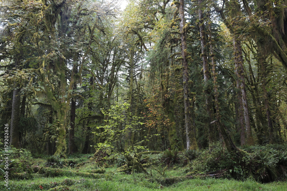 Obraz premium クィノルト・レインフォレスト