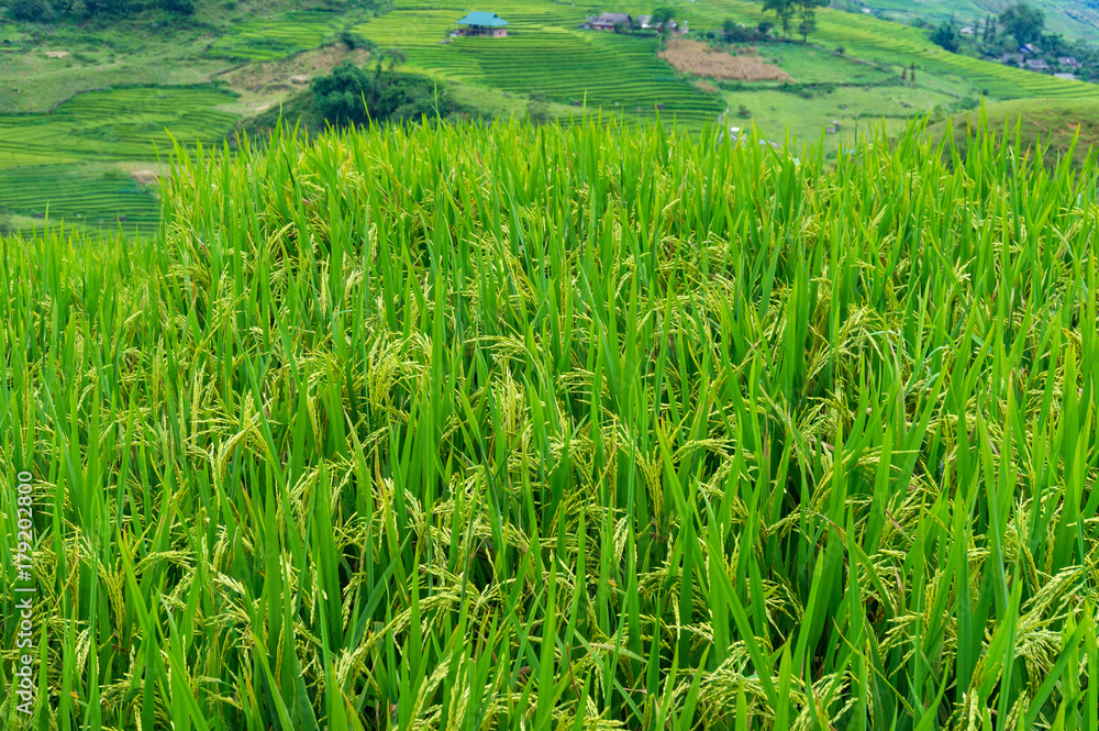 Bright green rice field