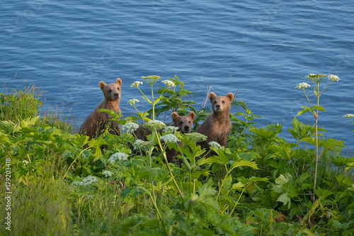Photography Three Darling Little Frazer Lake Grizzly COY Cubs.