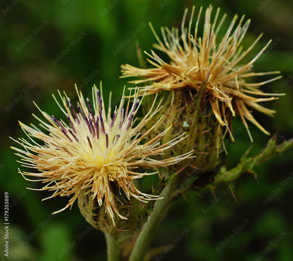 Thistles that are dying but still purple Thistles that are dying but still purple