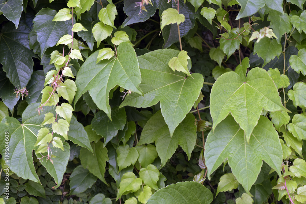 Green background of leaves, formed by ivy and climbing vine Green background of leaves, formed by ivy and climbing vine