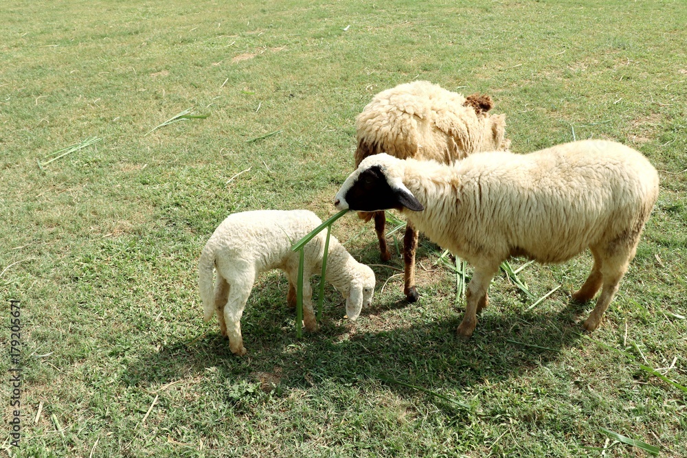 Obraz premium Sheep on the farm