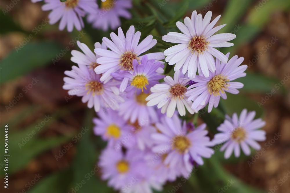 Fototapeta premium Diasy flower