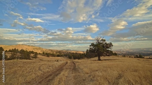 Empty dirt road in a desert field next to old growth western juniper tree
