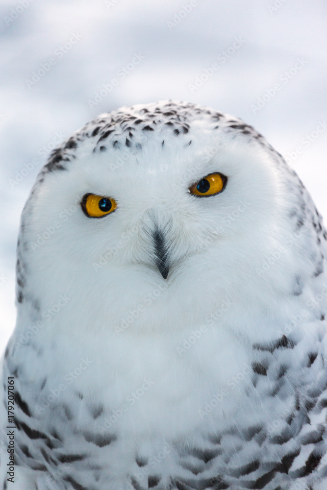 Snowy Owl Snowy Owl