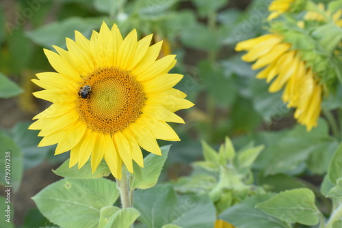 Beautiful Sunflower