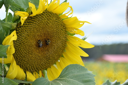 Sunflower Up-Close