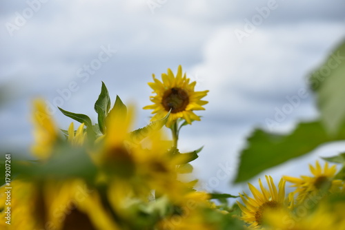 Sunflowers